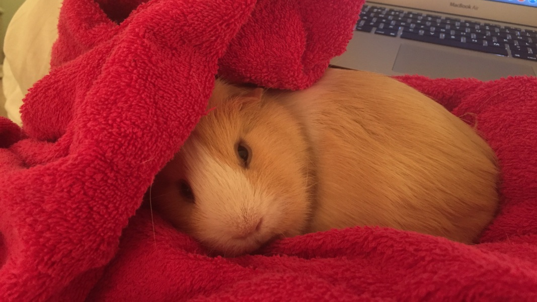 Shit... 99% sure Guinea Pig is pregnant