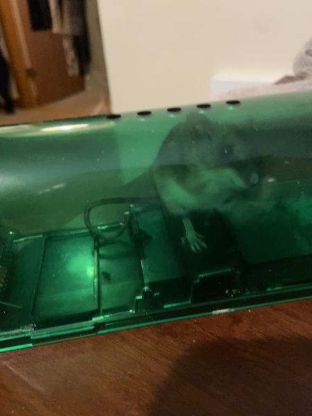 What are the chances of us catching this mouse now?