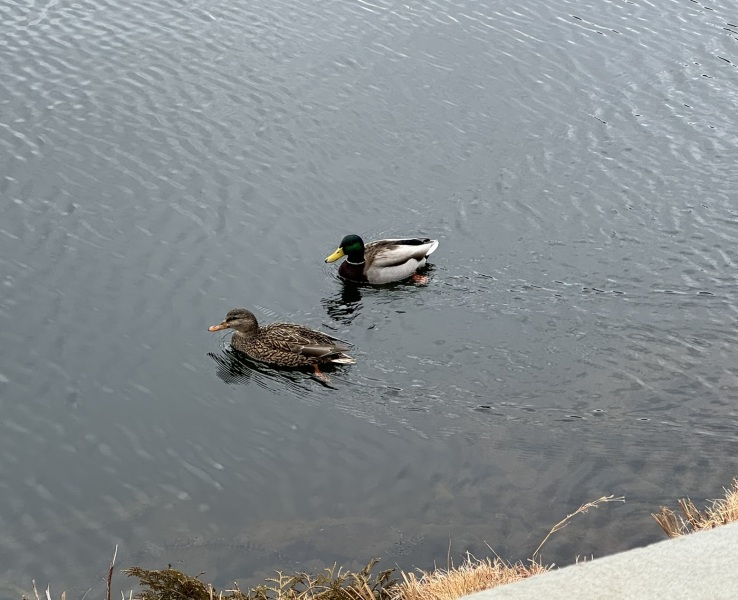 Come and tell me your dull and unexciting news 28: Calmly through the day