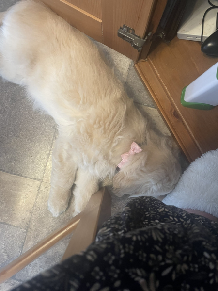 What do I need to know about getting a golden retriever?