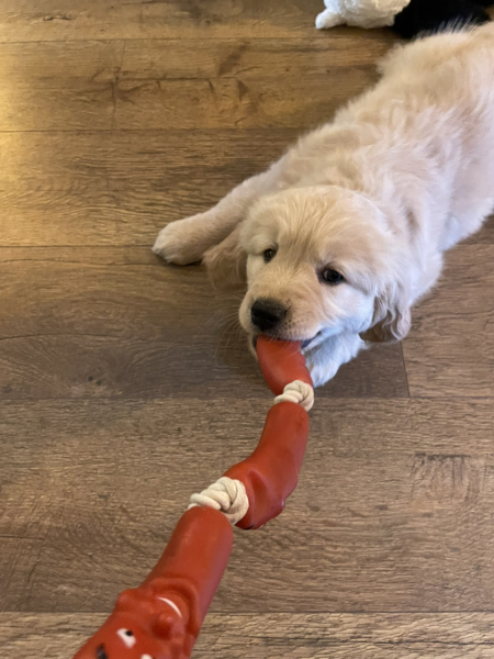 What do I need to know about getting a golden retriever?