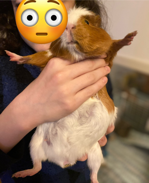 Shit... 99% sure Guinea Pig is pregnant