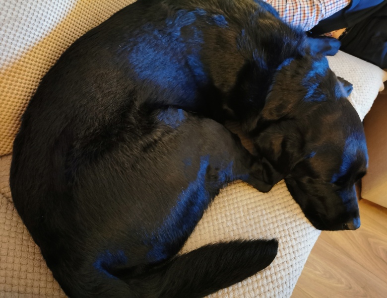 What does your Labrador weigh?