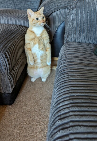 Does anyone look at their cat and think...