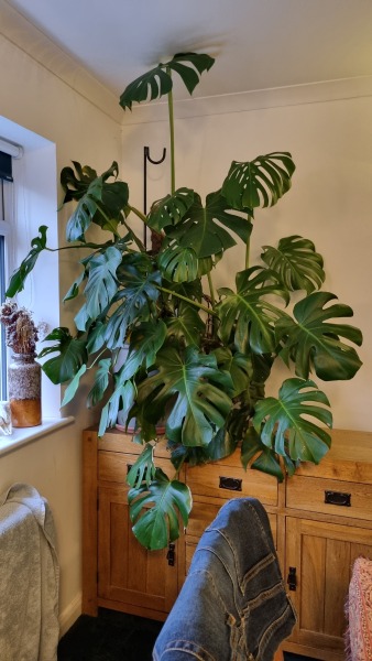 Monstera- it’s giving off Little Shop of Horror vibes! I need advice!