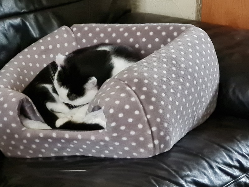 Tales and Tails and NMCs  -  the Excellent Cats March On