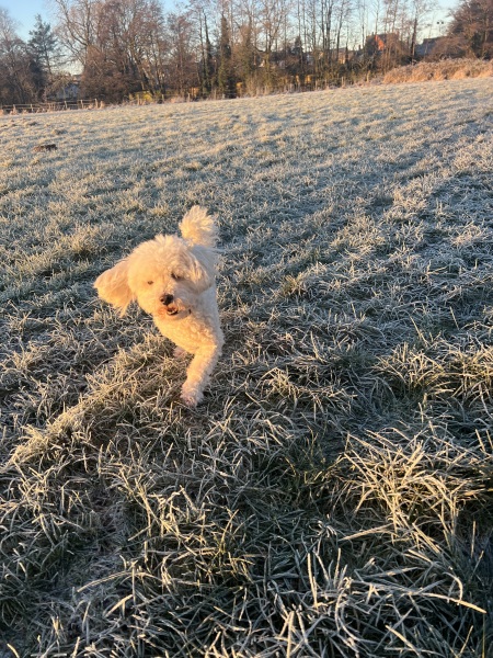 Dog appreciation post