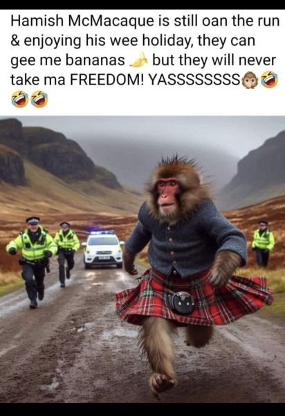 AIBU to be sorely cheering for the escaped monkey in Scotland