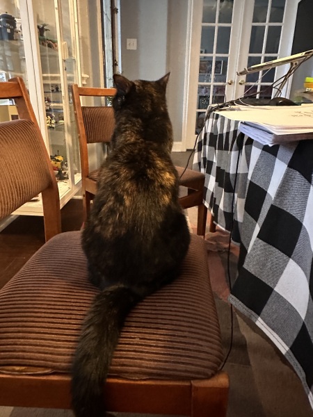 Cats are never sorry