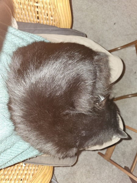 Thug cat part 5 - For he will not do destruction, if he is well-fed, neither will he spit without provocation.