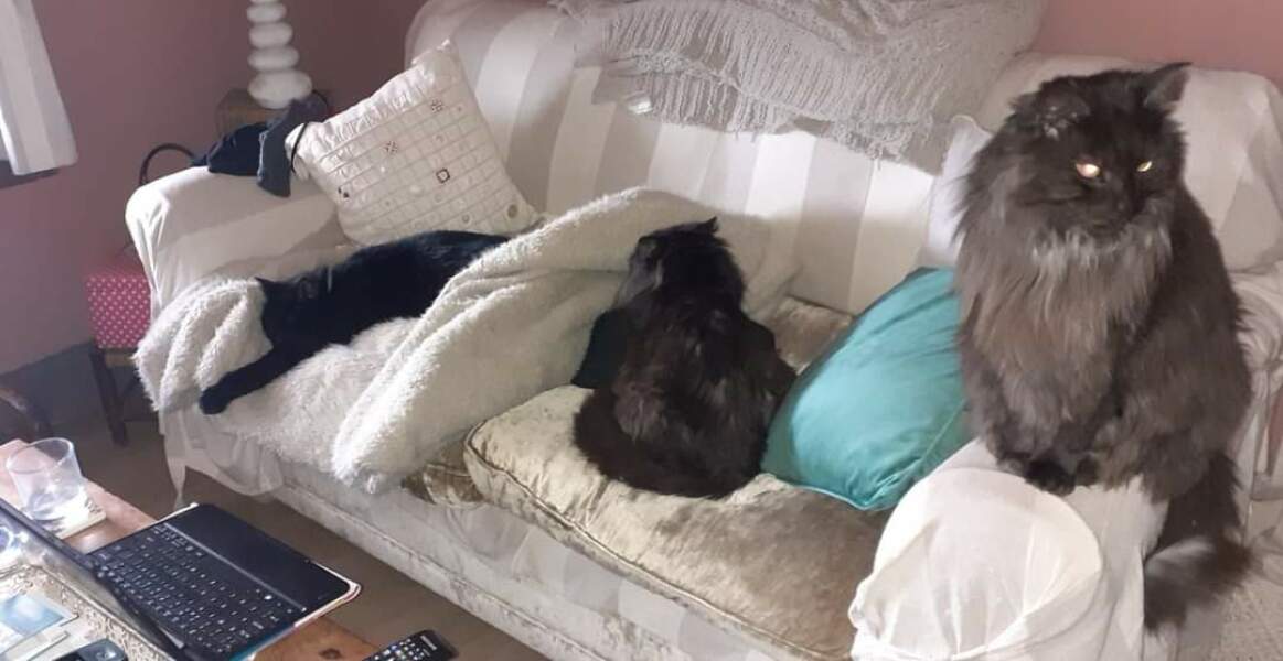 Tales and Tails and NMCs  -  the Excellent Cats March On