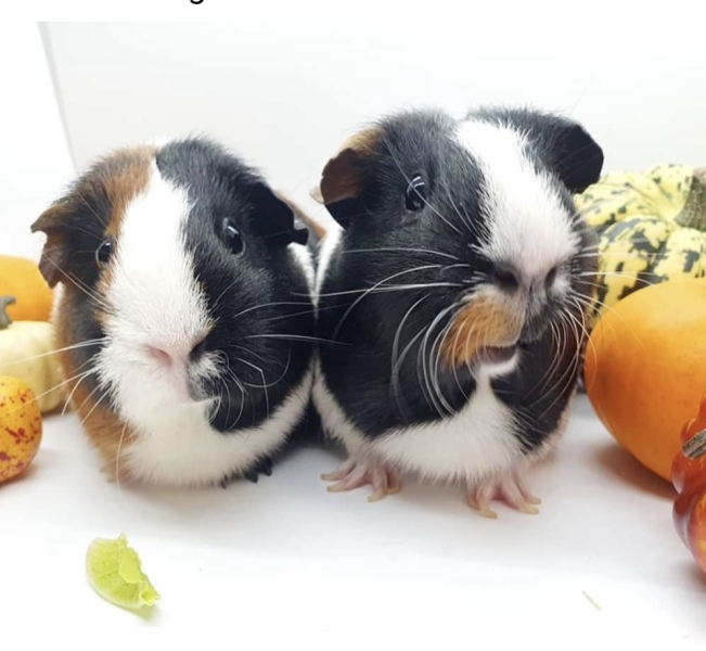 Shit... 99% sure Guinea Pig is pregnant