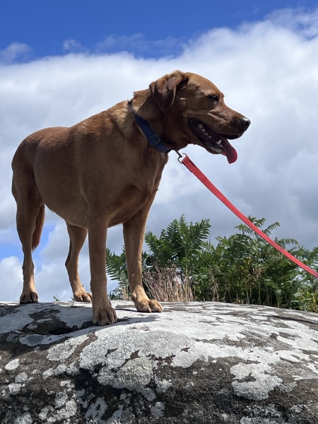 What does your Labrador weigh?