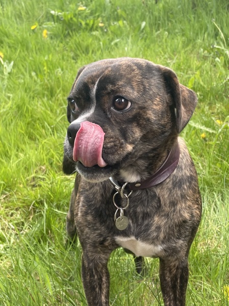 This “humanisation” of dogs has got ridiculous