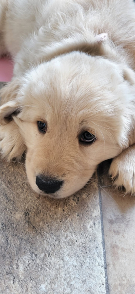 What do I need to know about getting a golden retriever?