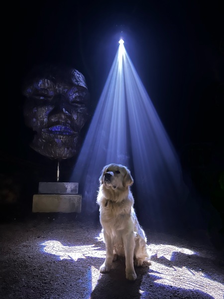 What do I need to know about getting a golden retriever?