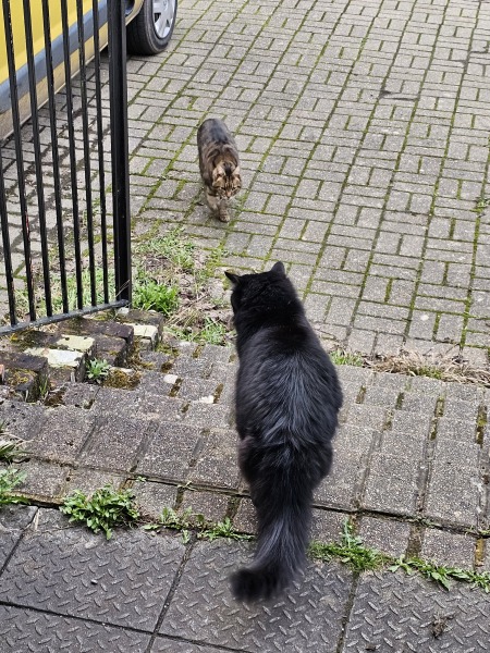 Thug cat part 5 - For he will not do destruction, if he is well-fed, neither will he spit without provocation.