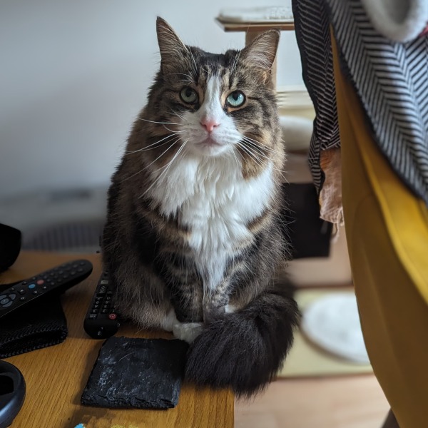 Do I want a cat??