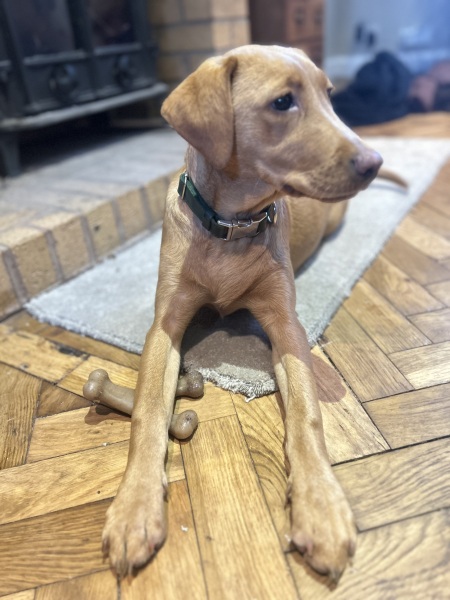 What does your Labrador weigh?