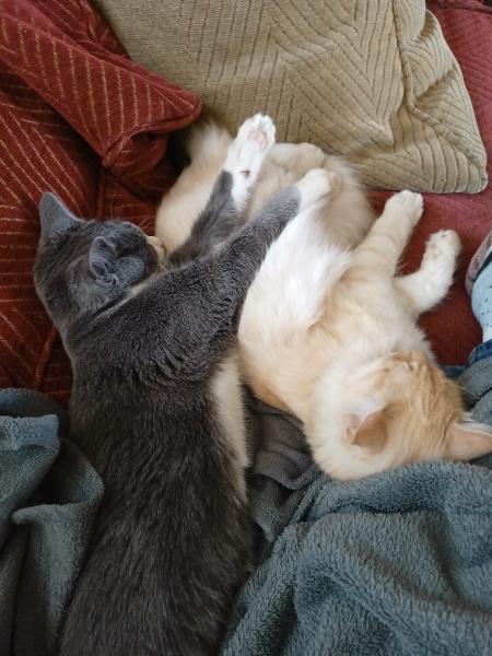What is the evolution of your cat’s nicknames?