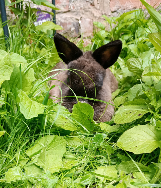 Does anyone look at their cat and think...