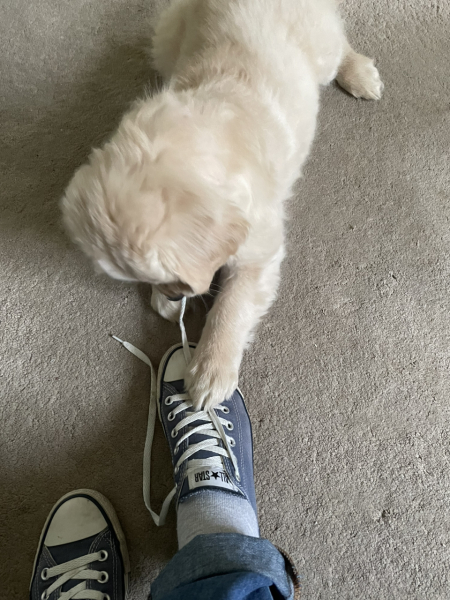 What do I need to know about getting a golden retriever?