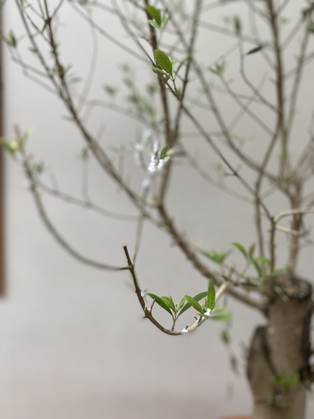 What's this on my indoor Olive.