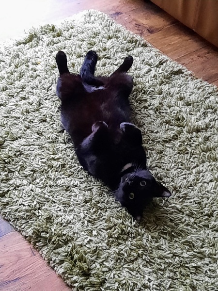 What is the evolution of your cat’s nicknames?