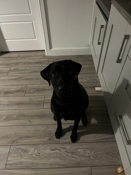 What does your Labrador weigh?