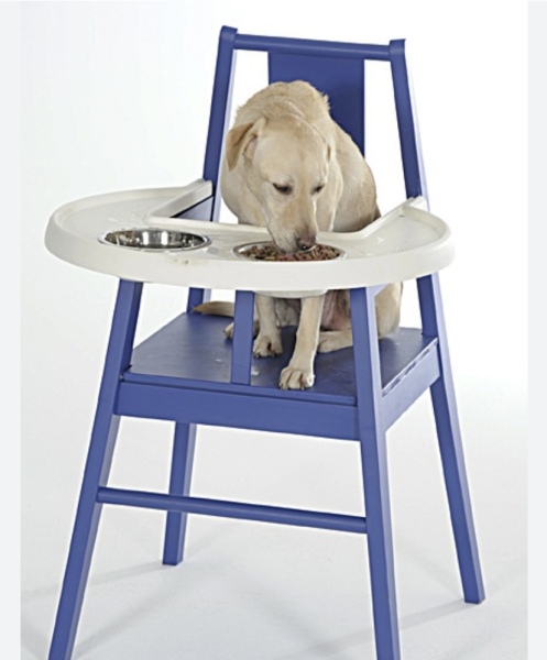 This “humanisation” of dogs has got ridiculous