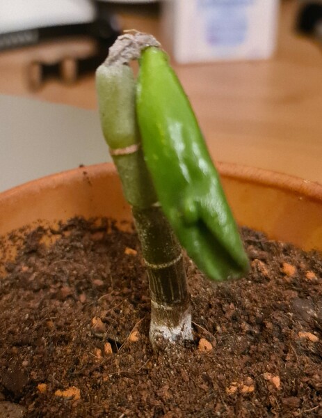 What's going on with my jade plant?