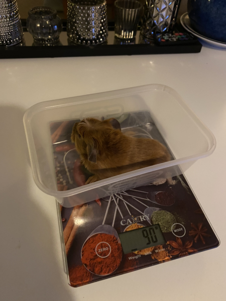 Shit... 99% sure Guinea Pig is pregnant