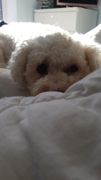 Dog appreciation post