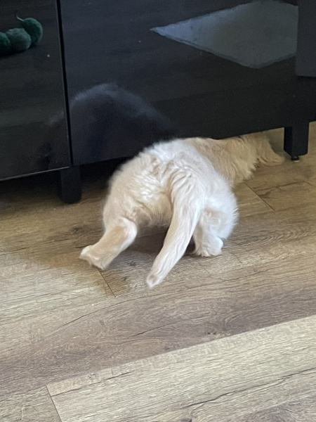 What do I need to know about getting a golden retriever?