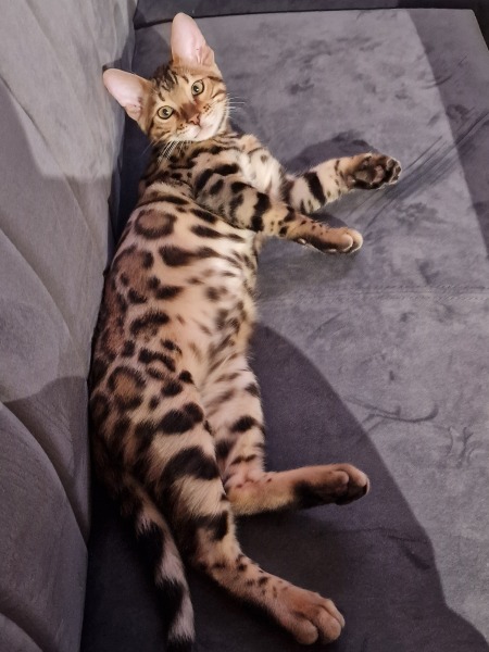Does anyone look at their cat and think...