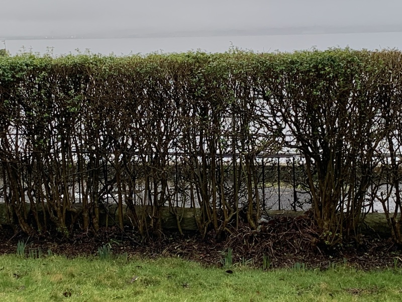 Is our hedge dead/diseased?