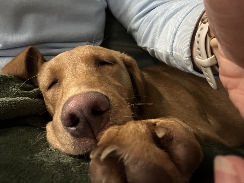 Dog appreciation post
