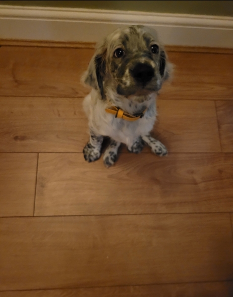 What dog breed would you suggest?