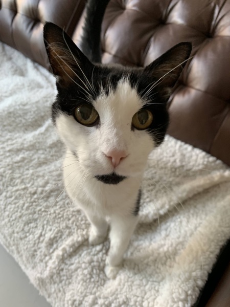 It's a cat one - should I adopt another cat?