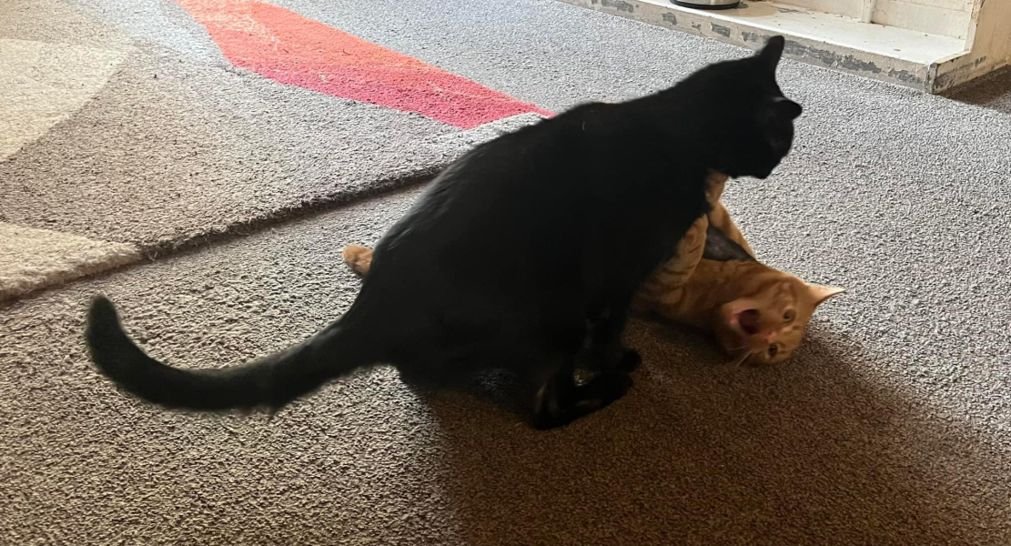 Been offered a kitten - but not sure!