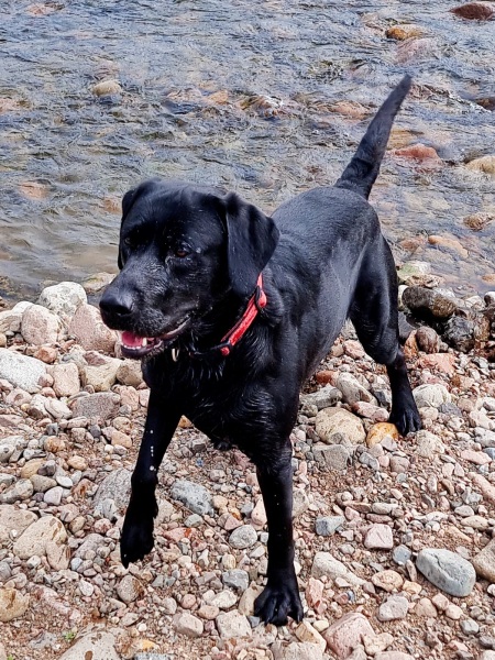 What does your Labrador weigh?