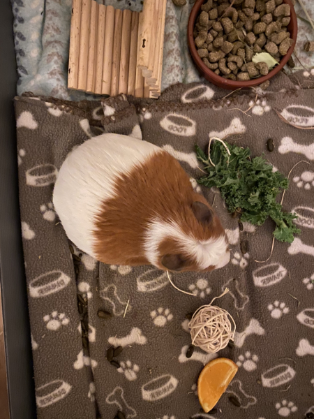 Shit... 99% sure Guinea Pig is pregnant