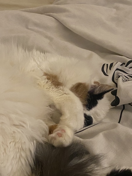 Does anyone look at their cat and think...