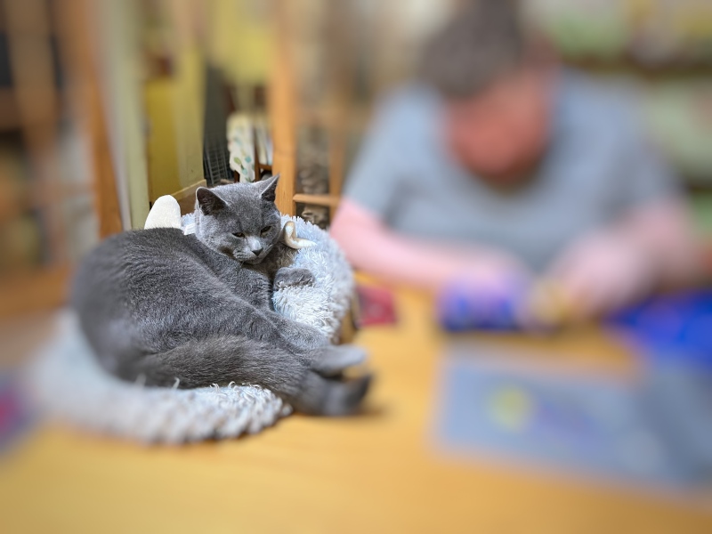 Finlay update feline physio