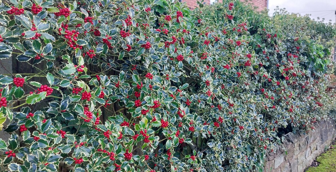 Shrub for shady, chalky spot