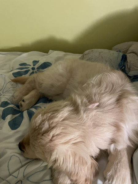 What do I need to know about getting a golden retriever?