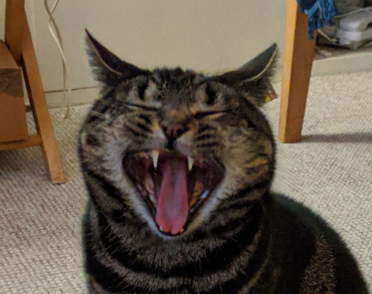 What a big mouth you have.....