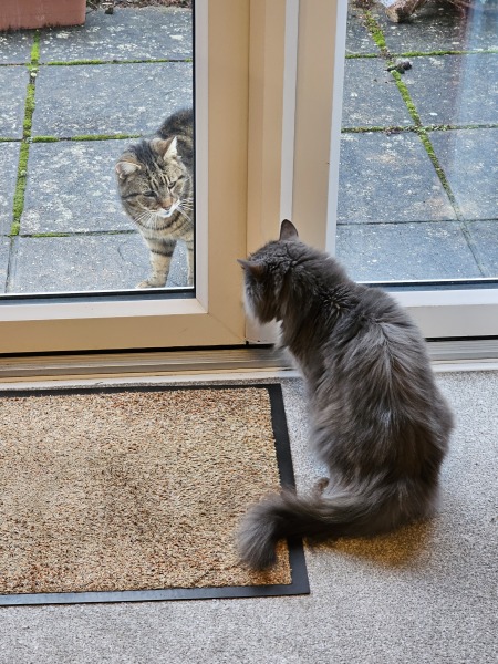Thug cat part 5 - For he will not do destruction, if he is well-fed, neither will he spit without provocation.