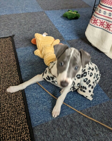 Puppy Survival Thread - for old and new pups heading into winter