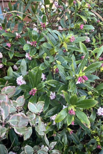 Perennials to extend the season of winter border